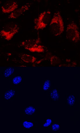 LRIG1 antibody in bEnd by Immunocytochemistry (ICC).3 Mouse Cell Line by Immunocytochemistry (ICC).