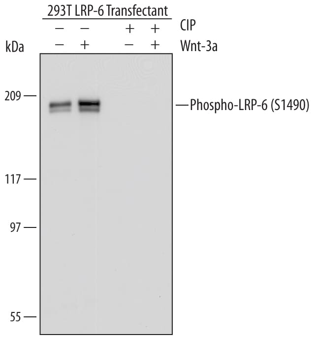Detection of Human Phospho-LRP-6 (S1490) antibody by Western Blot.