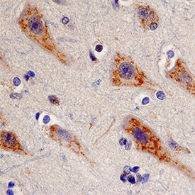 LRP-11 antibody in Human Brain by Immunohistochemistry (IHC-P).
