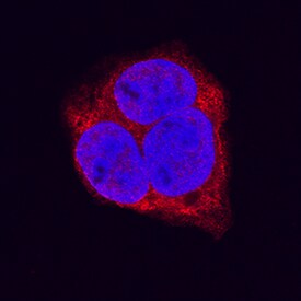 LRP-1 antibody in HepG2 Human Cell Line by Immunocytochemistry (ICC).