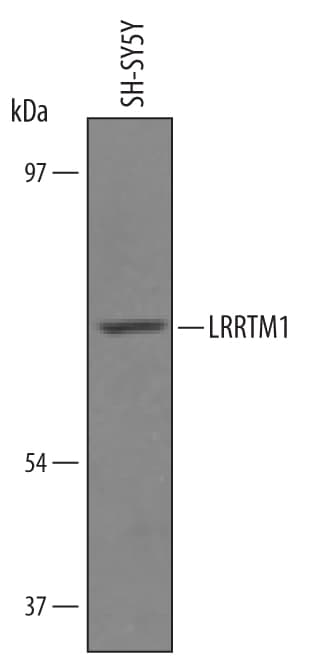 Detection of Human LRRTM1 antibody by Western Blot.