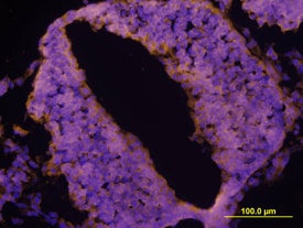 LRRTM2 antibody in Mouse Neural Tube by Immunohistochemistry (IHC-Fr).