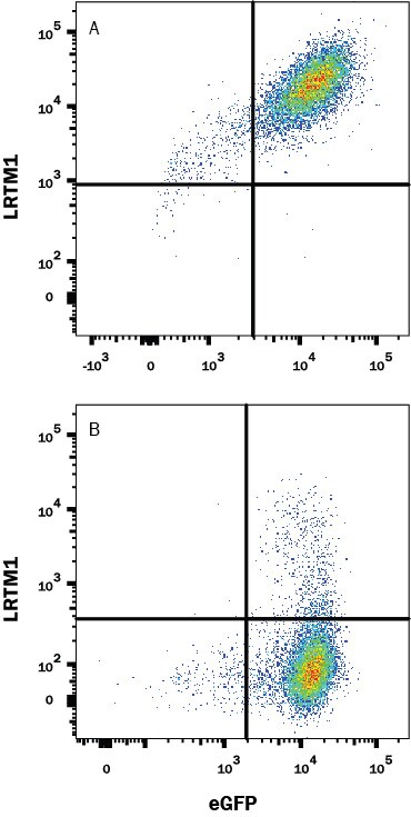 Detection of LRTM1 antibody in HEK293 Human Cell Line Transfected with Human LRTM1 and eGFP antibody by Flow Cytometry.