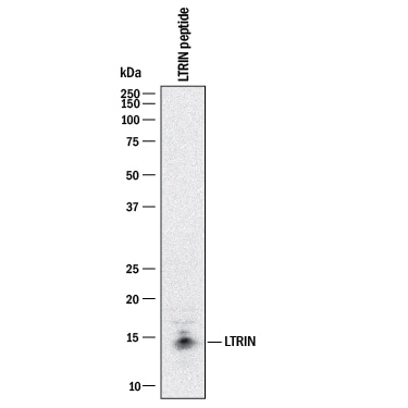 Detection of LTRIN antibody by Western Blot.