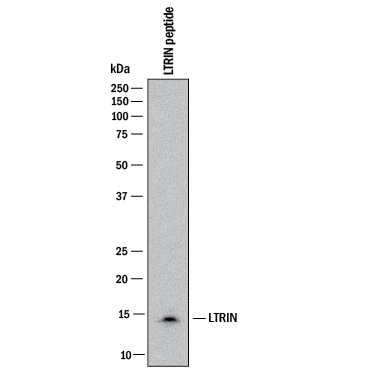 Detection of LTRIN antibody by Western Blot.