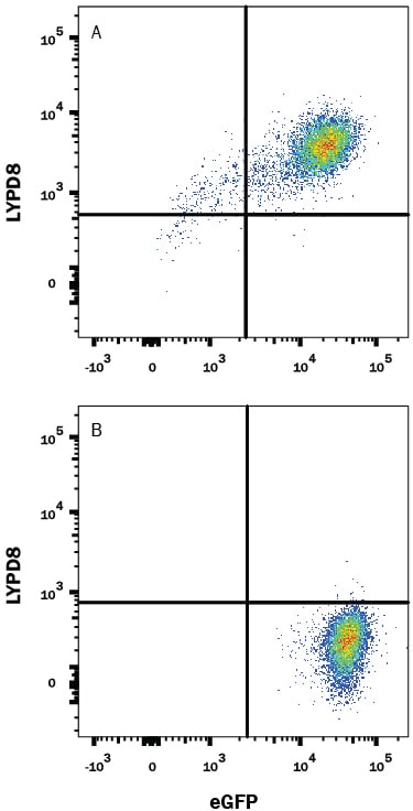 Detection of LYPD8 antibody in HEK293 Human Cell Line Transfected with Human LYPD8 and eGFP antibody by Flow Cytometry.