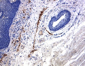 LYVE‑1 antibody in Human Tonsil by Immunohistochemistry (IHC-P).