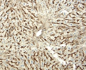 LYVE‑1 antibody in Mouse Liver by Immunohistochemistry (IHC-Fr).