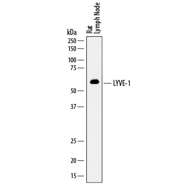 Detection of Rat LYVE-1 antibody by Western Blot.