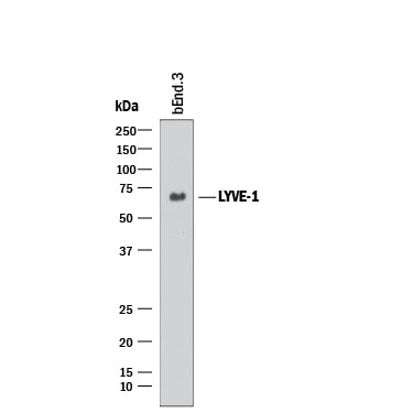 Detection of Mouse LYVE-1 antibody by Western Blot.