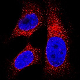 Lactate Dehydrogenase B/LDHB antibody in HeLa Human Cell Line by Immunocytochemistry (ICC).