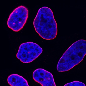 Lamin B1 antibody in HeLa Human Cell Line by Immunocytochemistry (ICC).