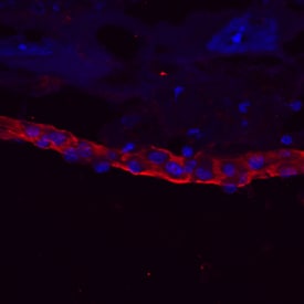 Laminin-1 antibody in Mouse Embryo by Immunohistochemistry (IHC-Fr).