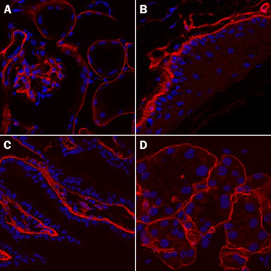Laminin a1 antibody in Mouse Kidney, Skin, Intestine, and Skeletal Muscle by Immunohistochemistry (IHC-Fr).