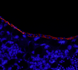 Laminin a1 antibody in Embryonic Mouse Decidua by Immunohistochemistry (IHC-Fr).