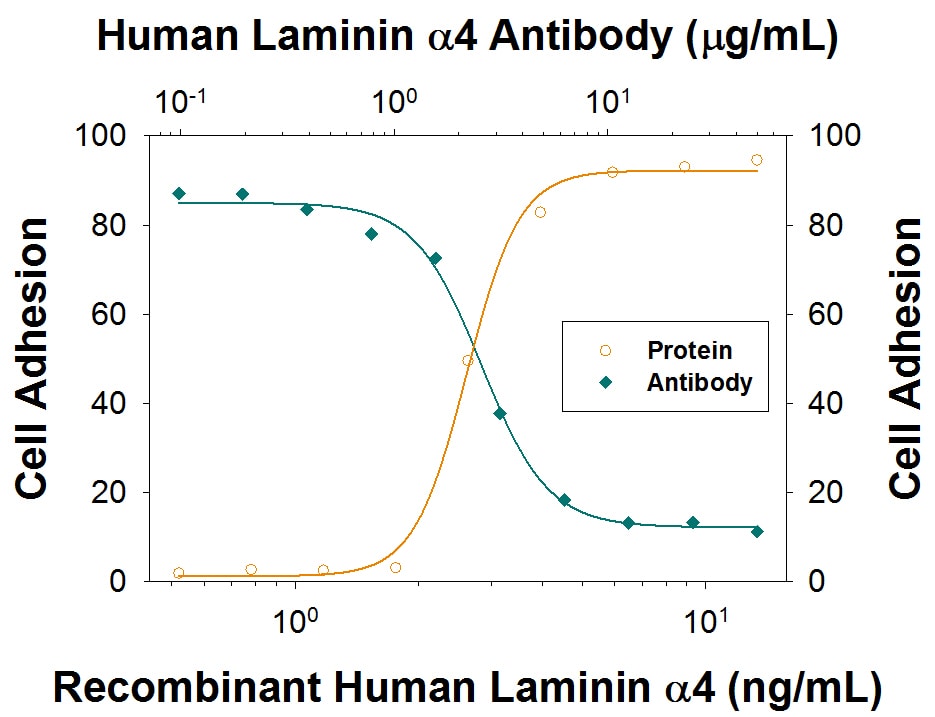 Adhesion Induced by Laminin  alpha 4 and Neutralization by Human Laminin  alpha 4 Antibody.