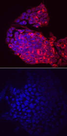 Lefty-2 antibody in D3 Mouse Embryonic Stem Cells by Immunocytochemistry (ICC).