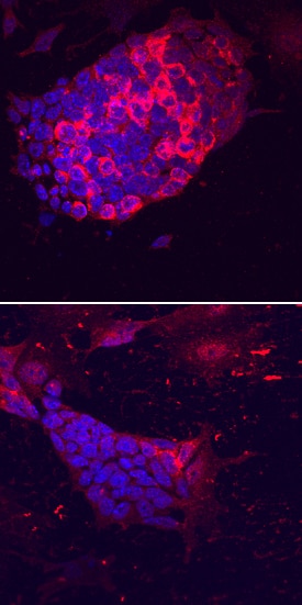 Lefty-2 antibody in D3 Mouse Stem Cell Line by Immunocytochemistry (ICC).