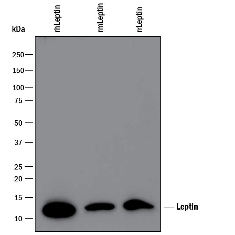 Detection of Recombinant Human, Mouse, and Rat Leptin/OB antibody by Western Blot.