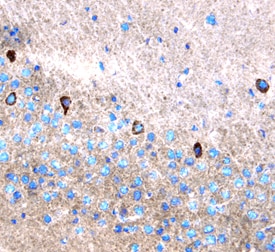 Leptin/OB antibody in Mouse Brain by Immunohistochemistry (IHC-Fr).