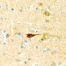 Leptin R antibody in Human Brain by Immunohistochemistry (IHC-P).