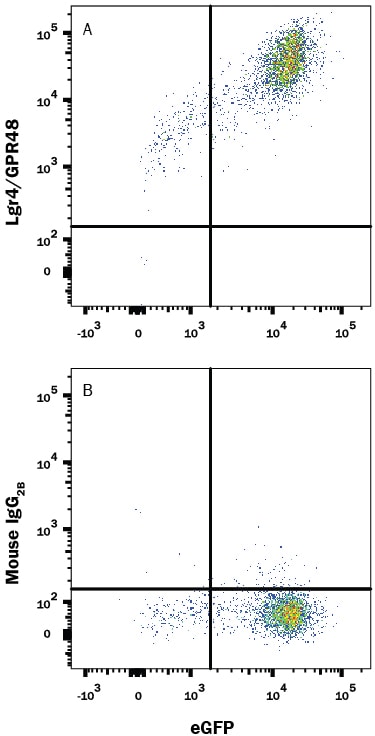 Detection of Lgr4/GPR48 antibody in HEK293 Human Cell Line Transfected with Human Lgr4/GPR48 and eGFP antibody by Flow Cytometry.