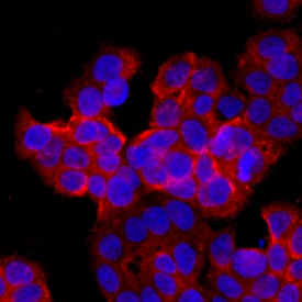 Lgr4/GPR48 antibody in HT-29 Human Cell Line by Immunocytochemistry (ICC).