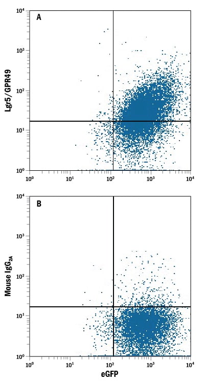 Detection of Lgr5/GPR49 antibody in NS0 Mouse Cell Line Transfected with Human Lgr5/GPR49 and eGFP antibody by Flow Cytometry.
