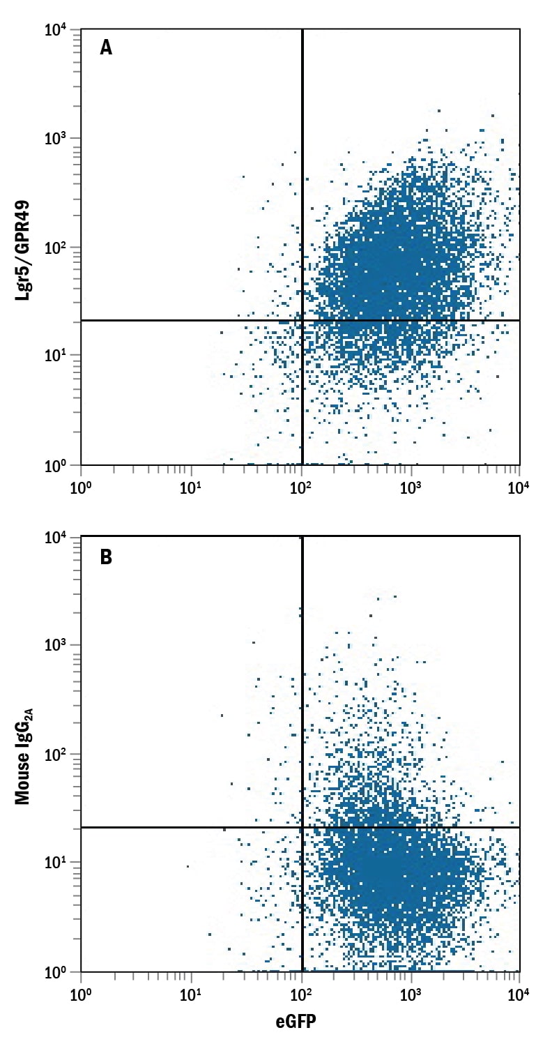 Detection of Lgr5/GPR49 antibody in NS0 Mouse Cell Line Transfected with Human Lgr5/GPR49 and eGFP antibody by Flow Cytometry.