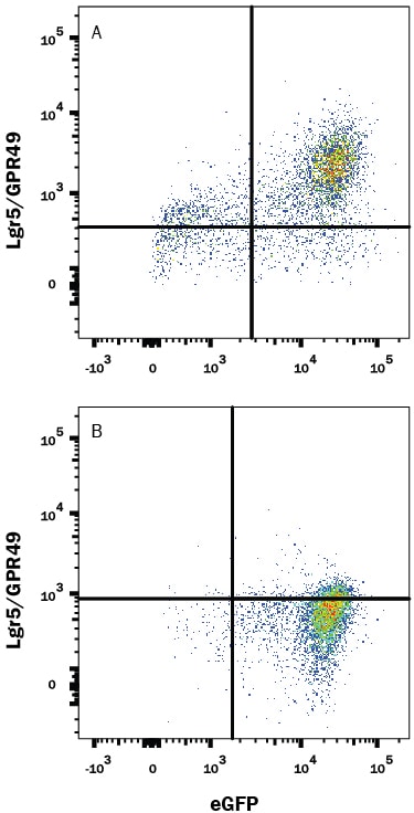 Detection of Lgr5/GPR49 antibody in HEK293 Human Cell Line Transfected with Mouse Lgr5/GPR49 and eGFP antibody by Flow Cytometry.