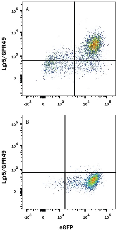 Detection of Lgr5/GPR49 antibody in HEK293 Human Cell Line Transfected with Mouse Lgr5/GPR49 and eGFP antibody by Flow Cytometry.