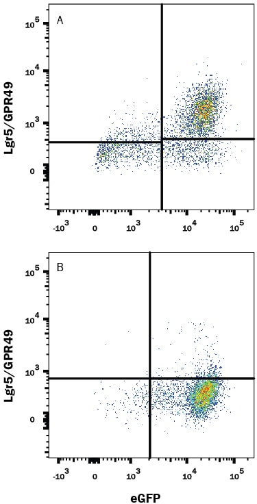 Detection of Lgr5/GPR49 antibody in HEK293 Human Cell Line Transfected with Mouse Lgr5/GPR49 and eGFP antibody by Flow Cytometry.