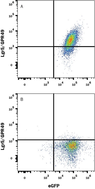 Detection of Lgr5/GPR49 antibody in NS0 Mouse Cell Line Transfected with Human Lgr5/GPR49 and eGFP antibody by Flow Cytometry.