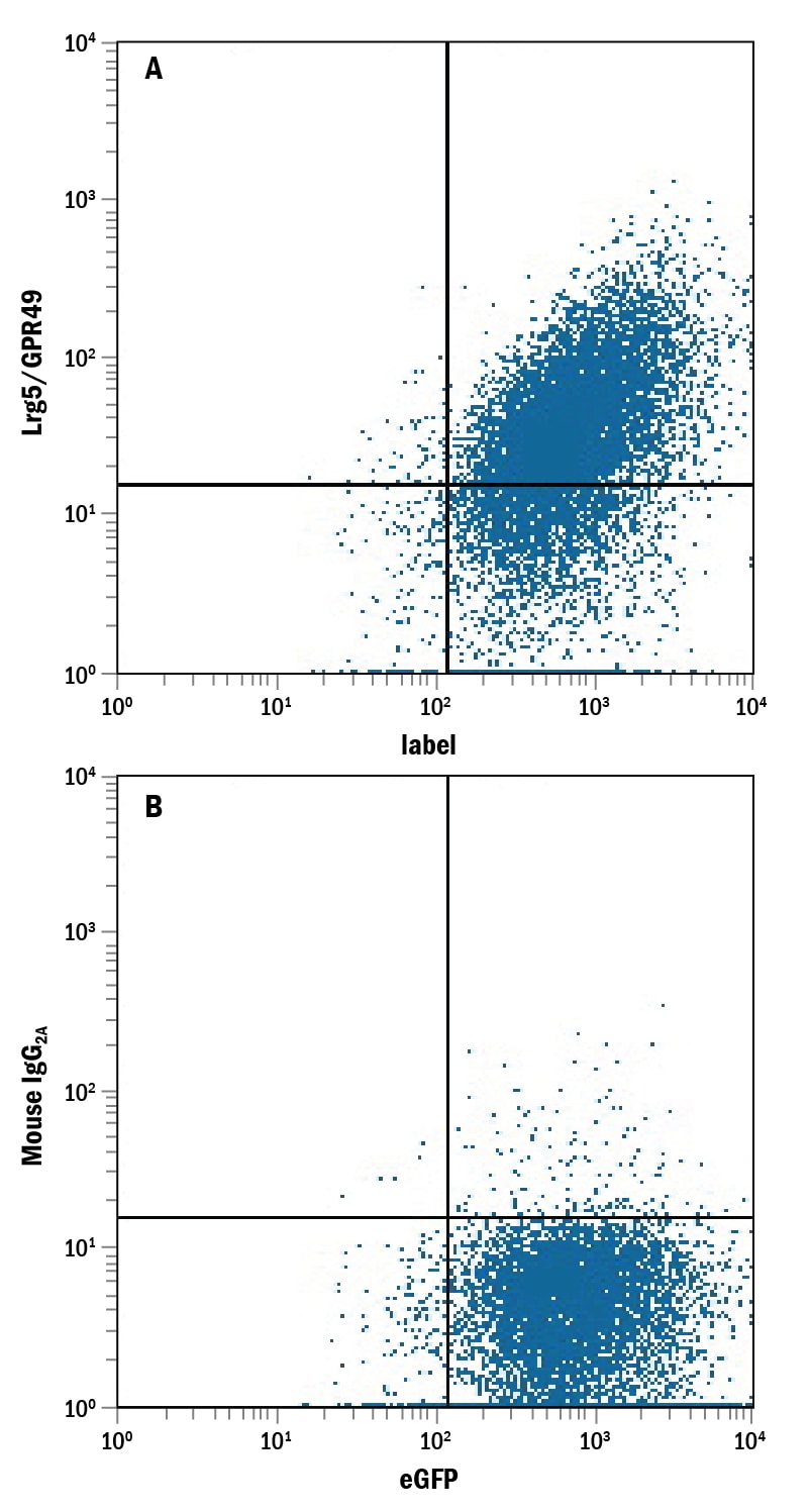 Detection of Lgr5/GPR49 antibody in NS0 Mouse Cell Line Transfected with Human Lgr5/GPR49 and eGFP antibody by Flow Cytometry.