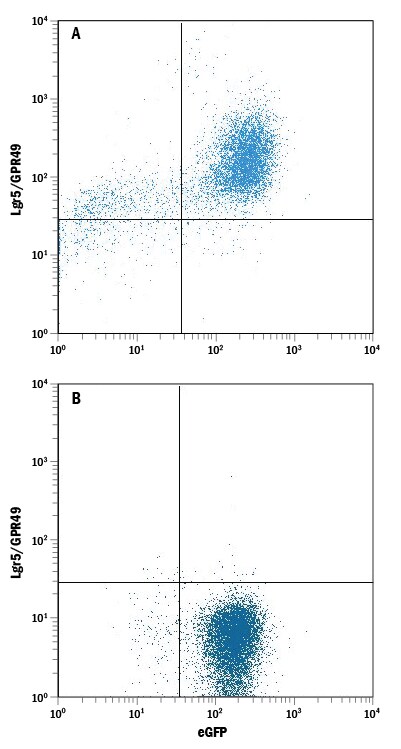 Detection of Lgr5/GPR49 antibody in HEK293 Human Cell Line Transfected with Mouse Lgr5/GPR49 and eGFP antibody by Flow Cytometry.