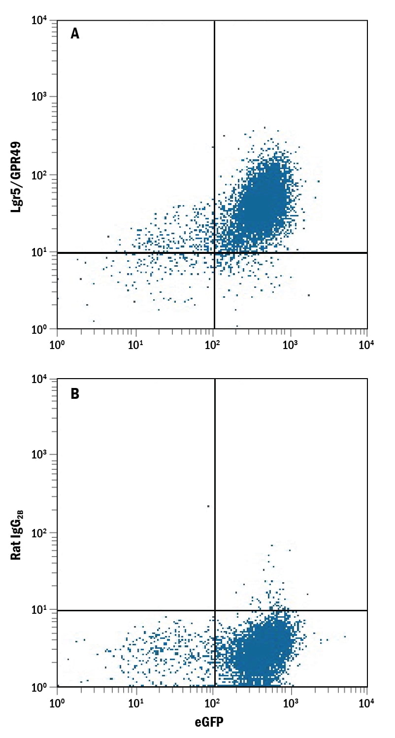 Detection of Lgr5/GPR49 antibody in HEK293 Human Cell Line Transfected with Mouse Lgr5/GPR49 and eGFP antibody by Flow Cytometry.