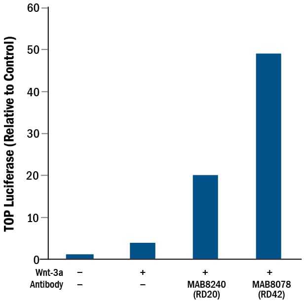 Mouse Lgr5/GPR49 Antibody Induces Activity.