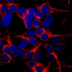 Lgr6 antibody in HEK293 Human Cell Line by Immunocytochemistry (ICC).