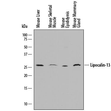 Detection of Mouse Lipocalin-13 antibody by Western Blot.
