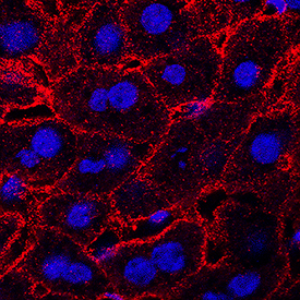 Lymphotoxin  beta R/TNFRSF3 antibody in Mouse Liver by Immunohistochemistry (IHC-Fr).