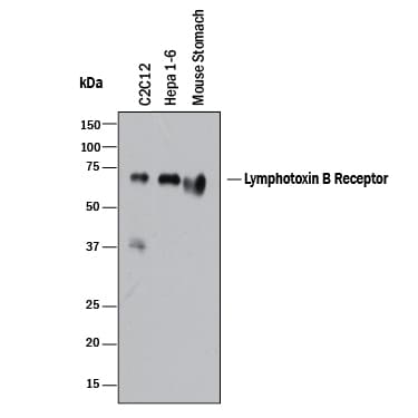 Detection of Mouse Lymphotoxin  beta R/TNFRSF3 antibody by Western Blot.
