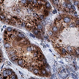 Lysosomal alpha-Glucosidase antibody in Human Kidney by Immunohistochemistry (IHC-P).