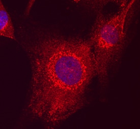 MAGI2 antibody in U-87 MG Human Cell Line by Immunocytochemistry (ICC).