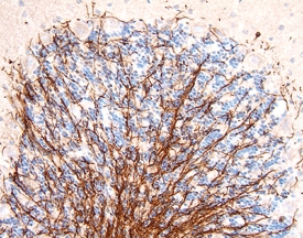 MAG/Siglec‑4a antibody in Rat Brain by Immunohistochemistry (IHC-Fr).