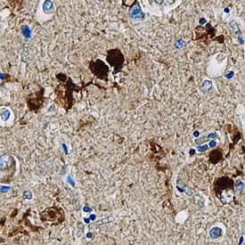 MAP2 antibody in Human Brain by Immunohistochemistry (IHC-P).