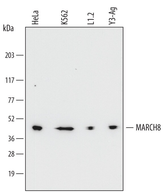 Detection of Human, Mouse, and Rat MARCH8 antibody by Western Blot.