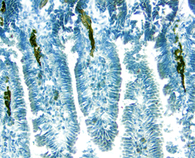 MAdCAM-1 antibody in Mouse Intestine by Immunohistochemistry (IHC-Fr).