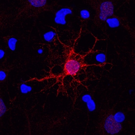 MBP antibody in Rat Cortical Stem Cells by Immunocytochemistry (ICC).