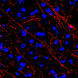 MBP antibody in Rat Brain by Immunohistochemistry (IHC-Fr).