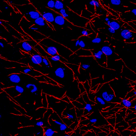 MBP antibody in Mouse Brain by Immunohistochemistry (IHC-Fr).